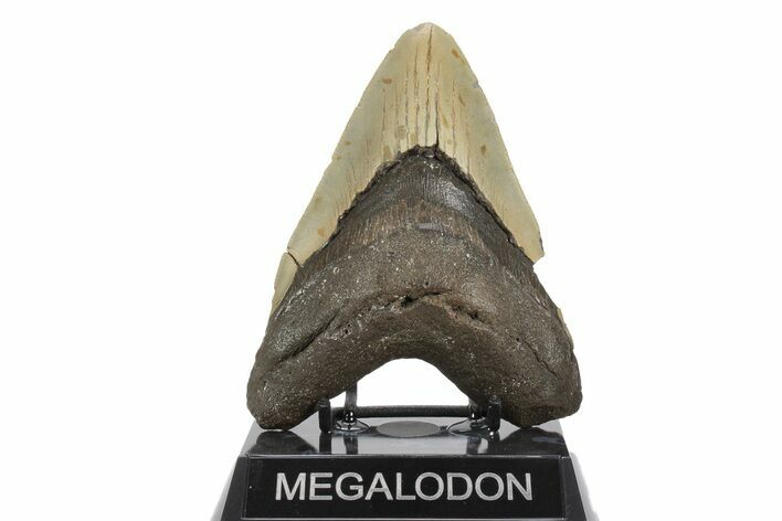 Fossil Megalodon Tooth - North Carolina #245890